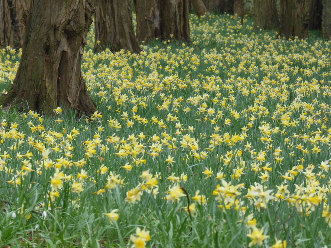 Narcissus pseudonarcissus ssp. pseudonarcissus